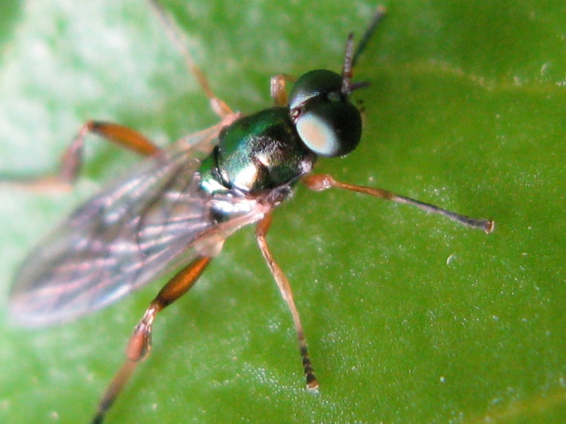 Chorisops sp (Stratiomyidae)